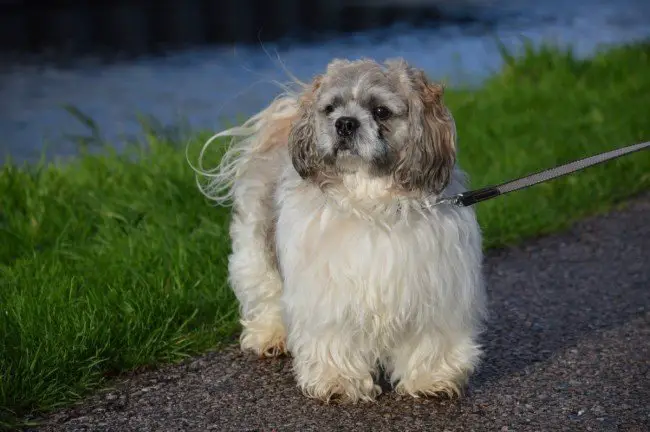  Dog for seniors Shih Tzu walking on the park with leash