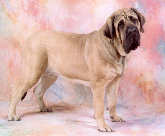 Gentle Giant Wrinkly Doggie Mastiff