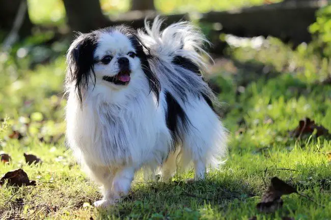  Small lap canine Japanese Chin walking and smiling