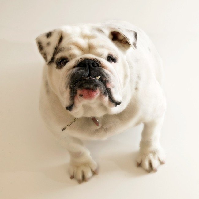 Wrinkly Dog Breed Bulldog