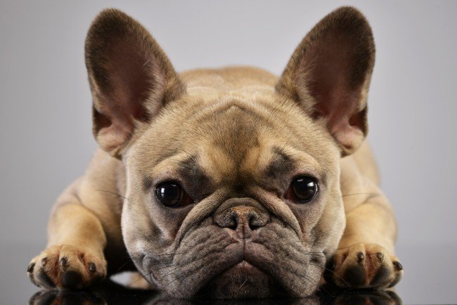 Wrinkly Little Dog French bulldog