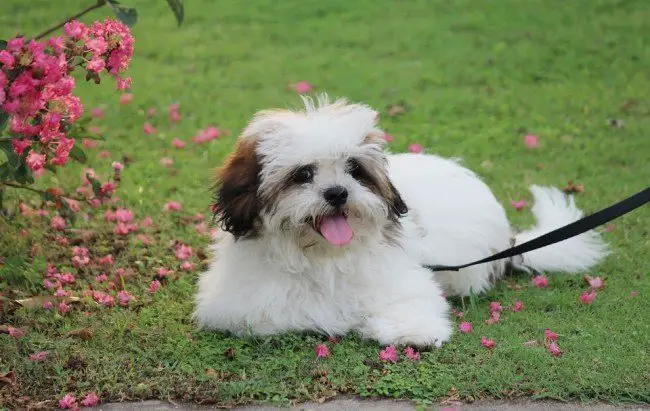 The Most Adorable Chinese Dog -  Lhasa Apso