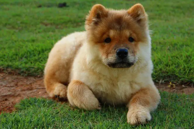 Cute chinese dog chow2