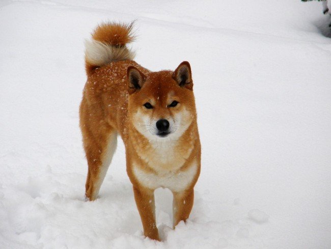 Popular Japanese dog Shiba Inu walking in the ice