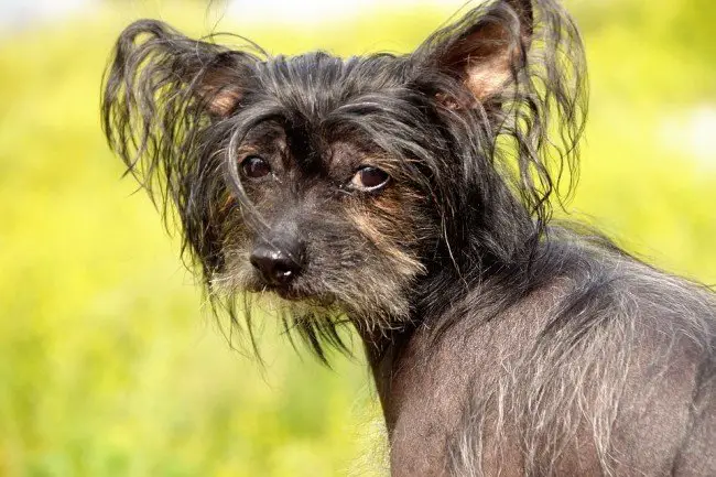 The Popular Chinese Crested Pooch