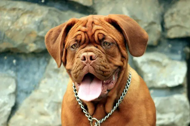 Big Wrinkly Dog Dogue de Bordeaux
