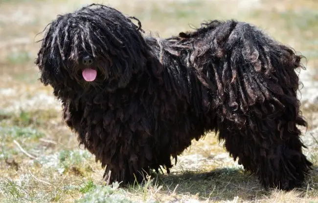 Big long haired dog Puli