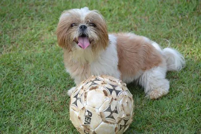 Cute Fluffiest dog Shih Tzu
