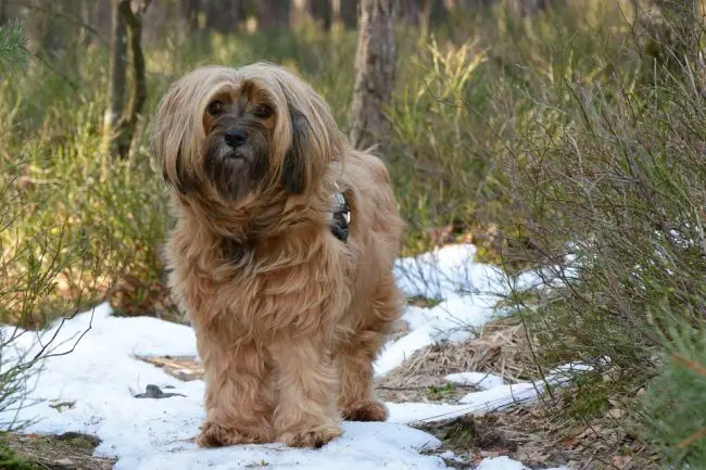 Hairy Dog Breed Tibetan Terrier