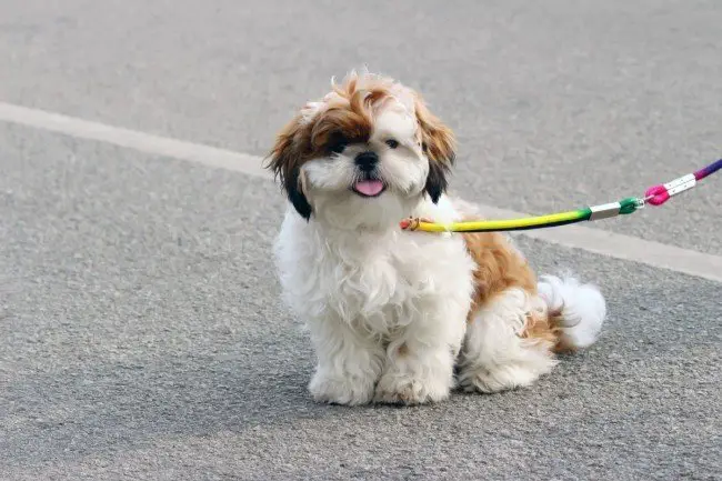Lappy dog Lhasa Apso With Leash