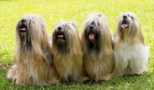 Long Hairy Dogs List