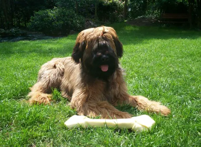 Medium long hair canine Briard