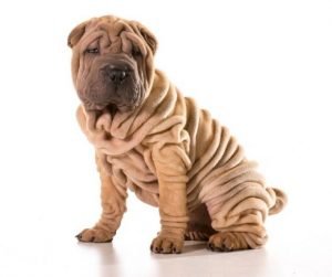 Wrinkly dogs list