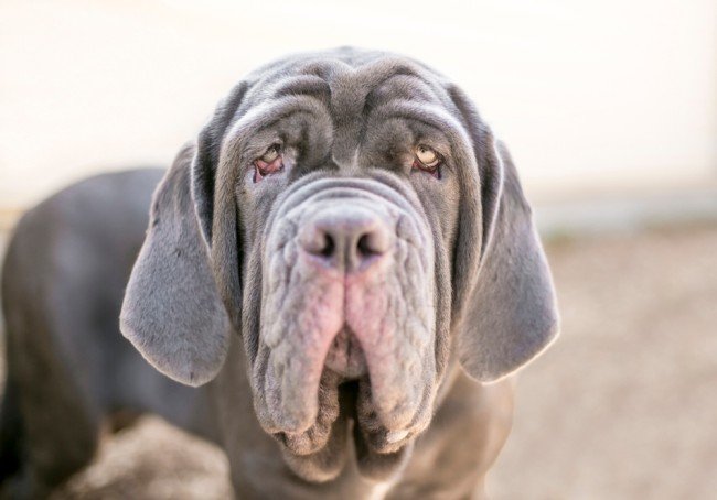  Big Giant Wrinkly Dog Neapolitan Mastiff