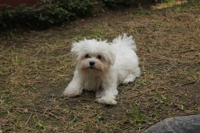 Cute Lap Doggie Bichon Frise Wants to play