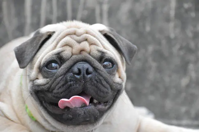 Wrinkly Dog Pug
