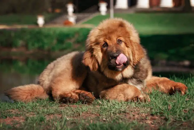 Big Chinese Dog Tibetan Mastiff