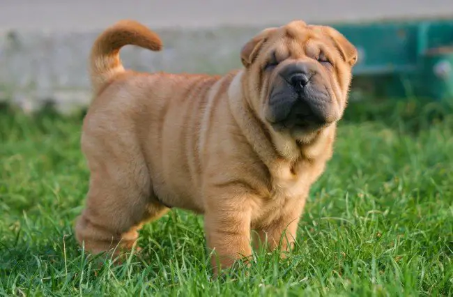 Adorable Chinese puppy Shar Pei