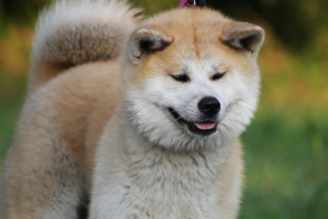 Japanese dog Akita Inu Smiling