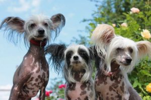 Chinese dog breed list