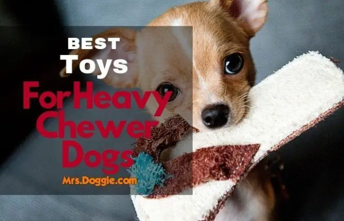 best toughest dog toys