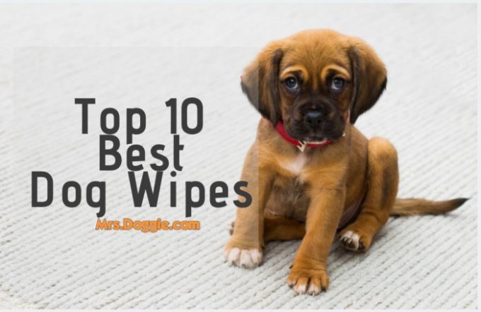 Top Rated Dog Wipes List