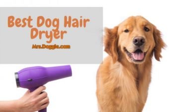 Blow Hair Dryer For Pets
