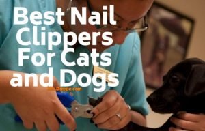 Nail Trimmers For Cats and Dogs