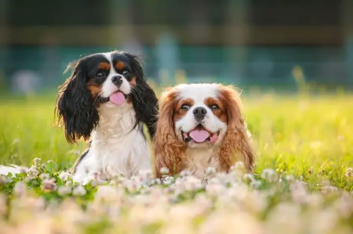 Happy Cavalier king charles puppies