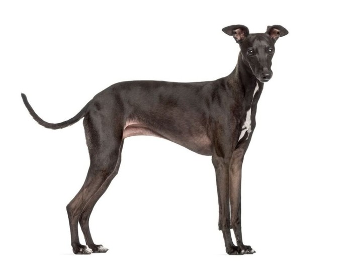 The Cute Italian Greyhound Standing in White Background
