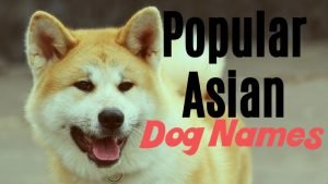 names for asian dogs