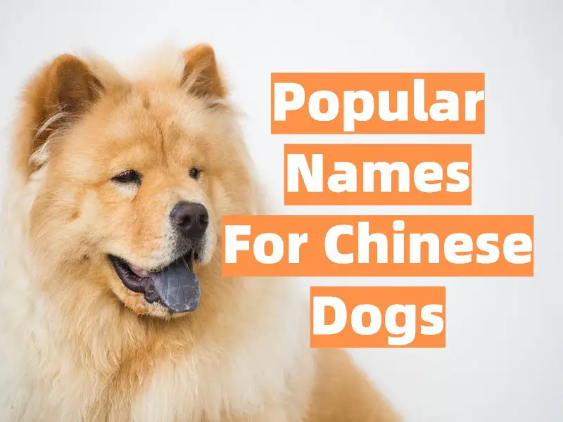 Popular Chinese Dog Names List