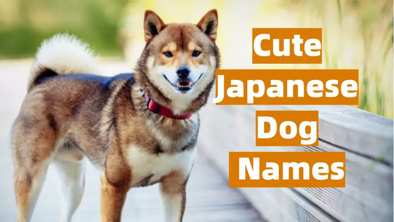 Japanese Dog Names and Meanings
