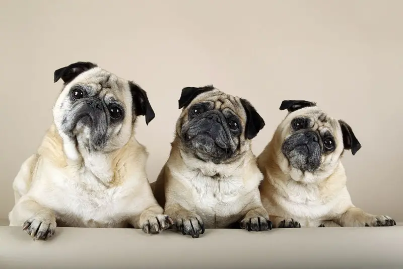 Pug Dogs Pictures and Guide