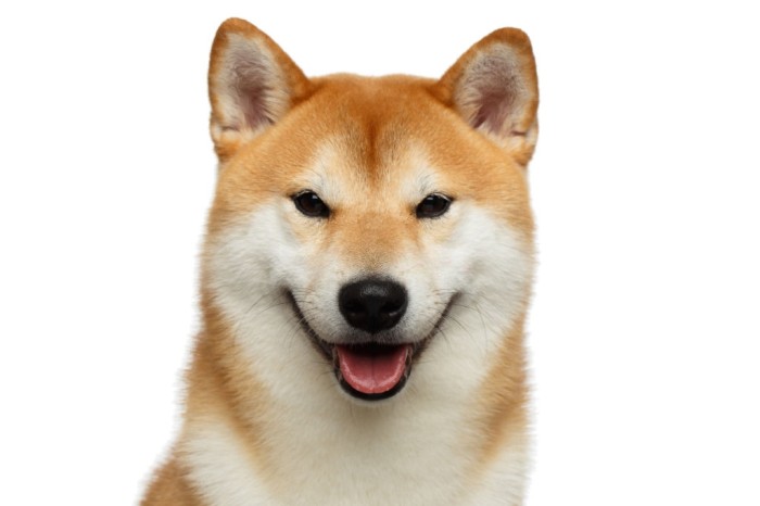 List of names for japanese canine