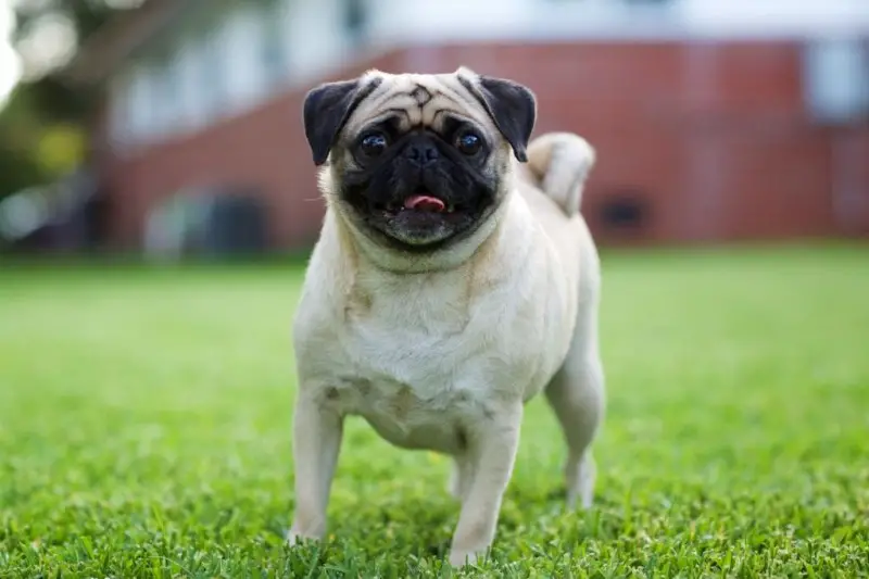 Pug standing in green grass