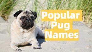 Famous Pug Names