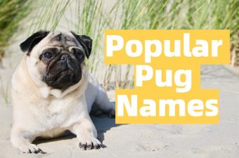 Famous Pug Names
