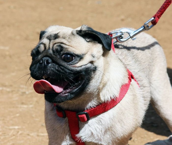harness for pugs guide