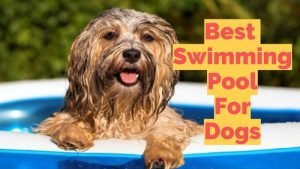 dog swimming pools list