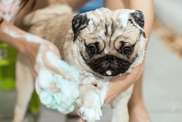 FAQS about pug dog shampoo