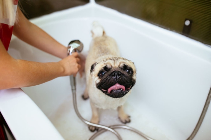 Pug ready to take a bath
