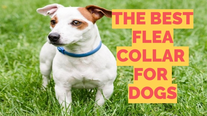Dog Flea Collars Guide