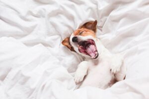cute dog yawning on bed