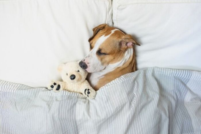 cute dog sleeping with a teddy bear