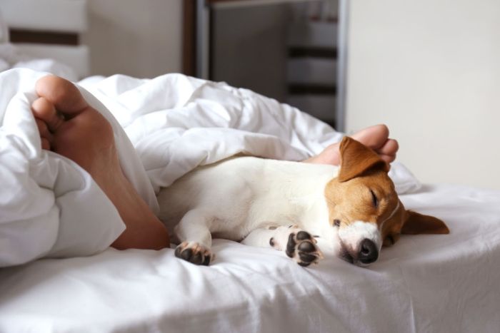 Sleeping man's feet with jack russell terrier dog in bed.