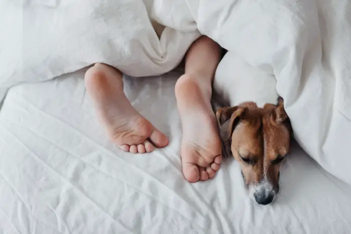 Dog Sleep Between owners legs