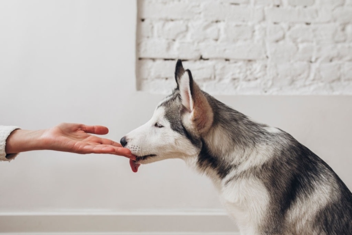 Dog licking hand