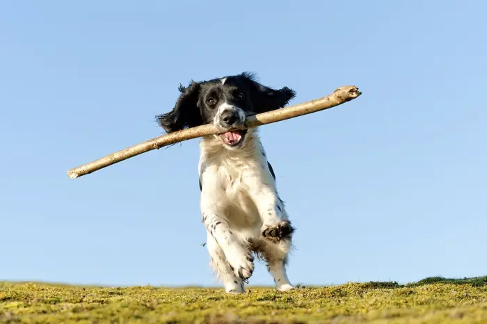 Spaniel Playing with stick