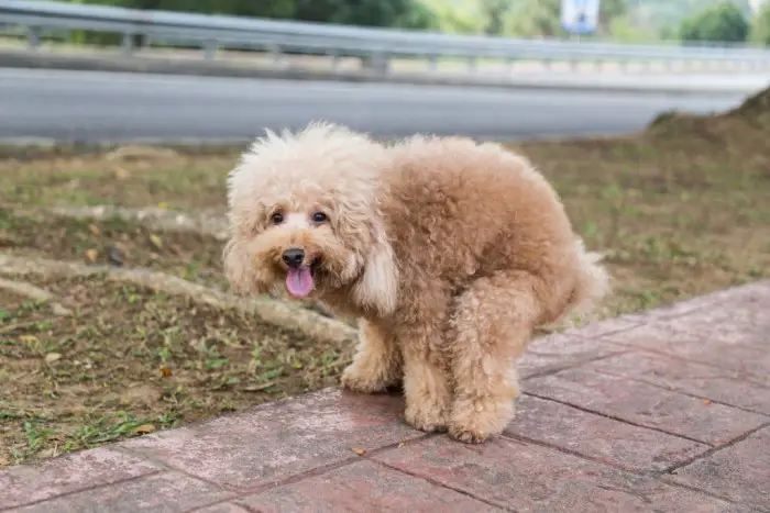 poodle dog pooping a lot